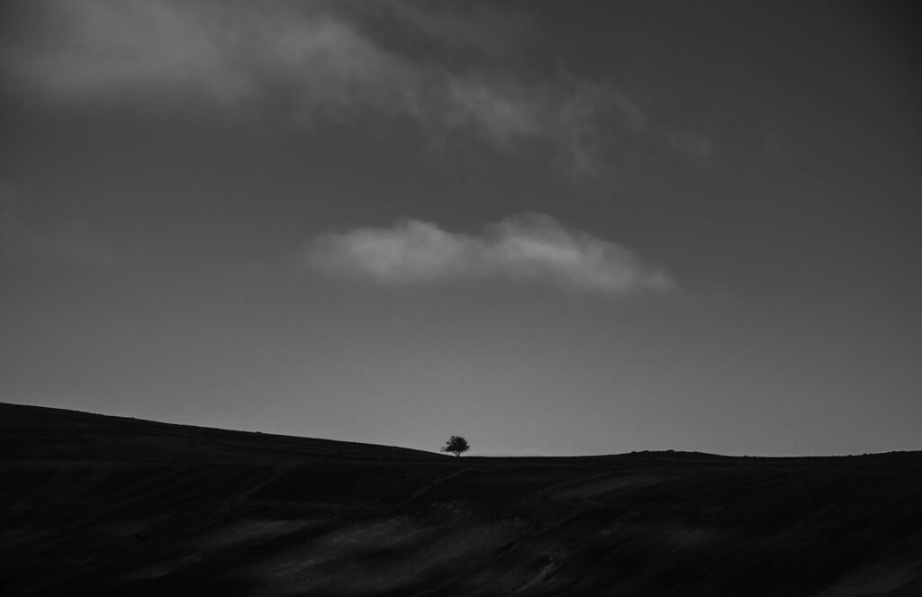 Paysage minimal, arbre isolé (image provisoire)